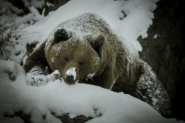 Bär, der im Winter auf einer Höhle liegt