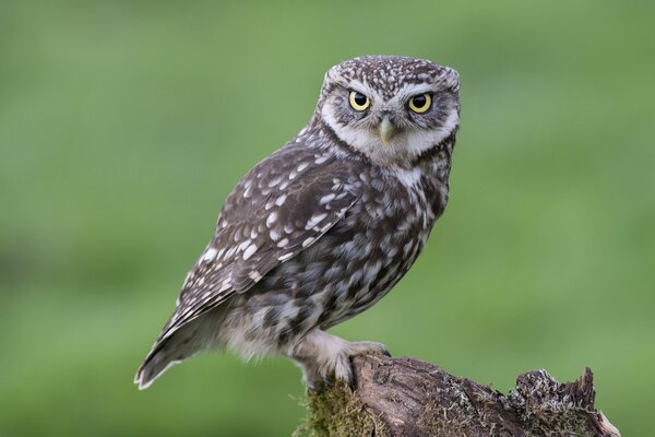 An owl sitting on a stump and staring at you