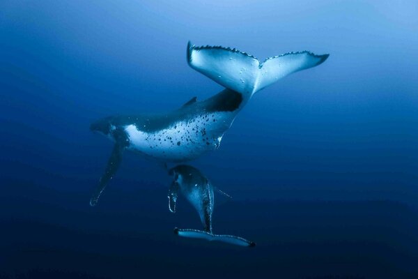 Dos ballenas nadando bajo el agua