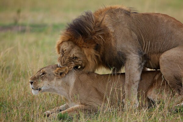 A lion and a lioness are lying on the grass