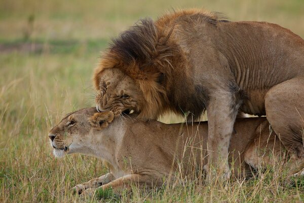 Lion et lionne se trouvent sur l herbe