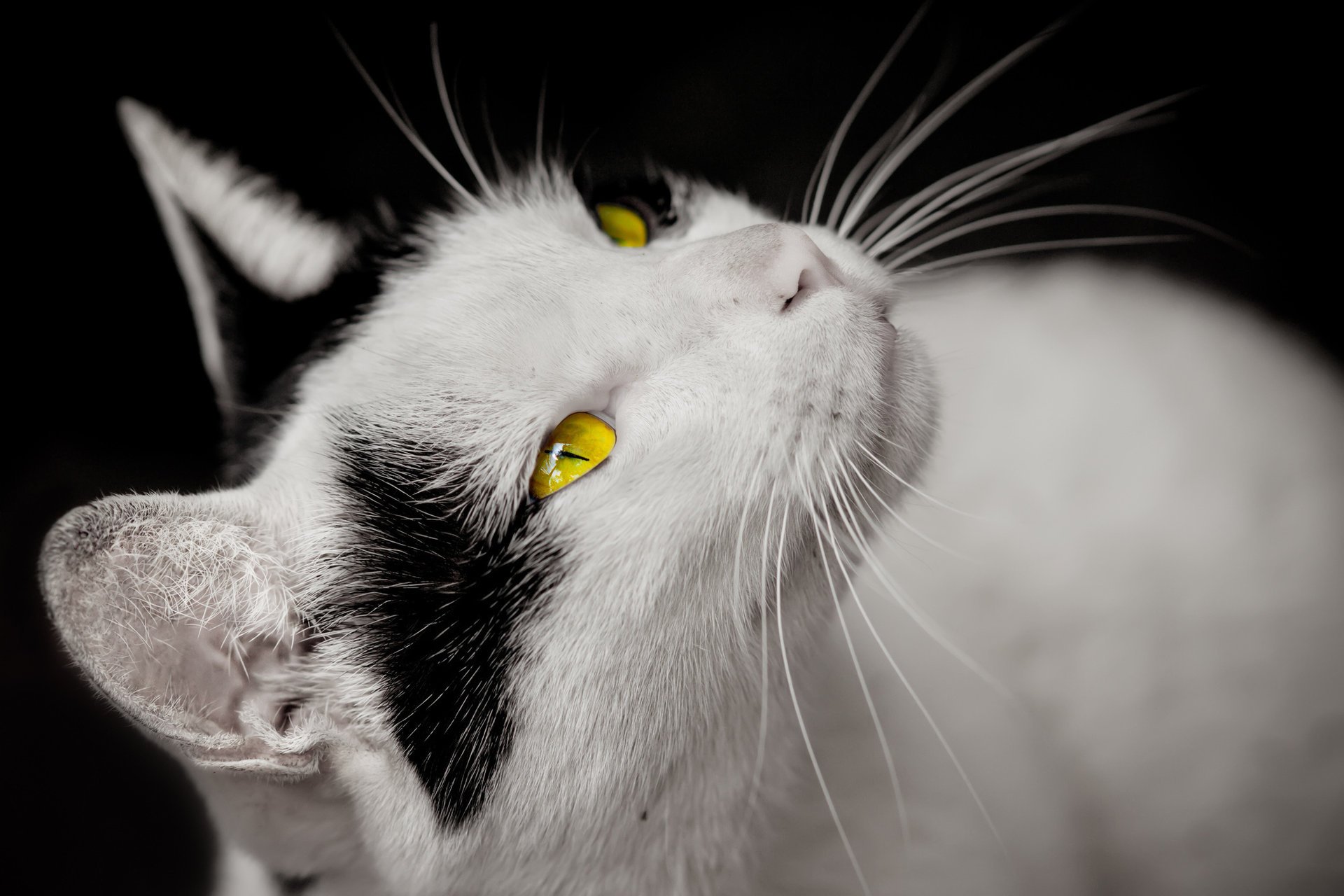 cat black spots yellow look white eye