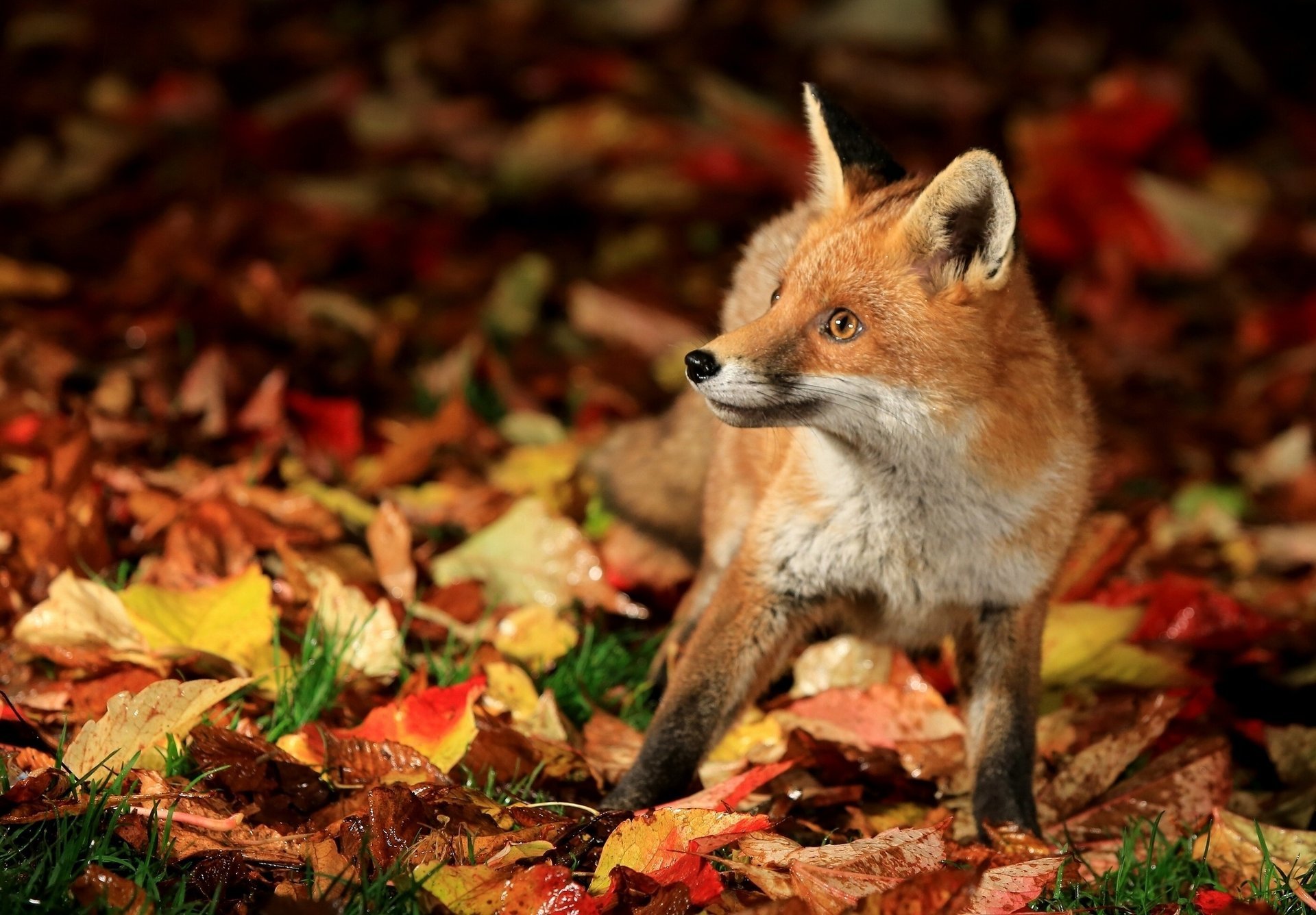 fox fox cub autumn leave