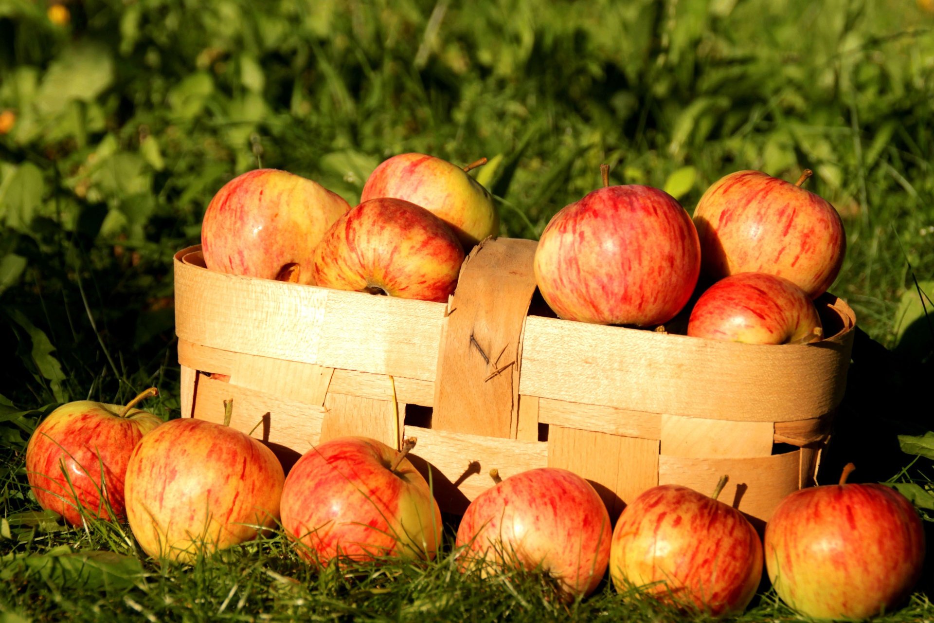 apples autumn nature basket fruit