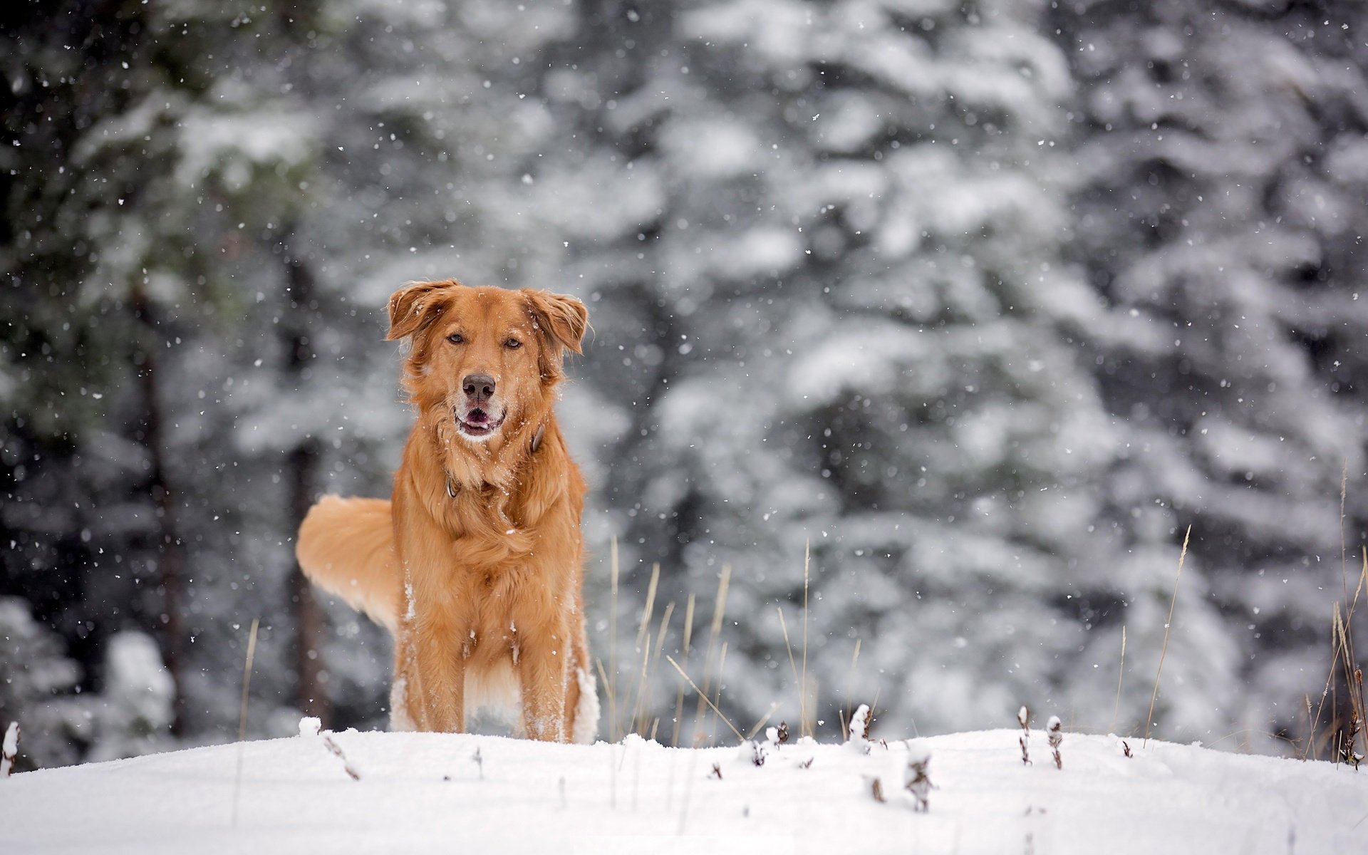 hund schnee winter frost