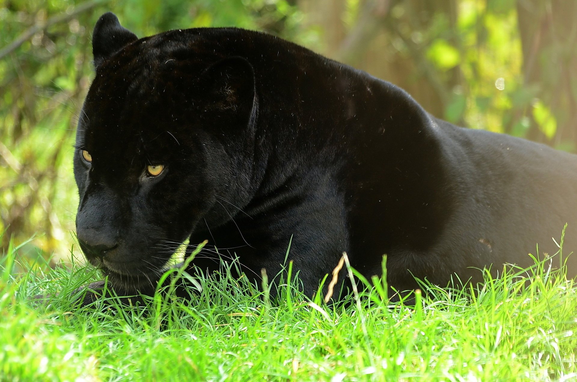 jaguar depredador descanso pantera