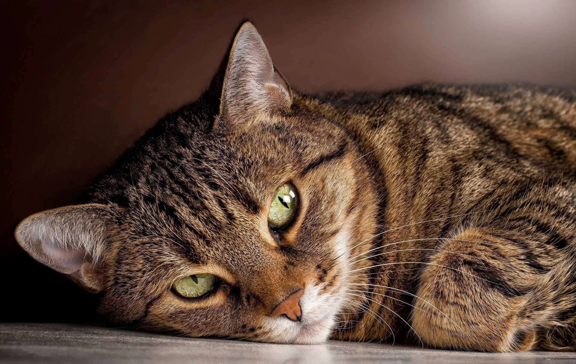 katze liegt augen schaut katze blick gestreift