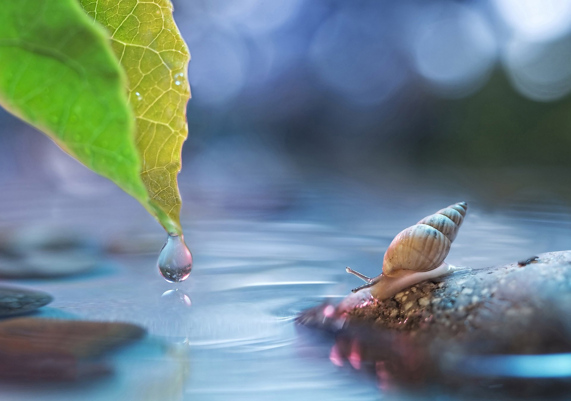 feuille eau éblouissement escargot pierre goutte