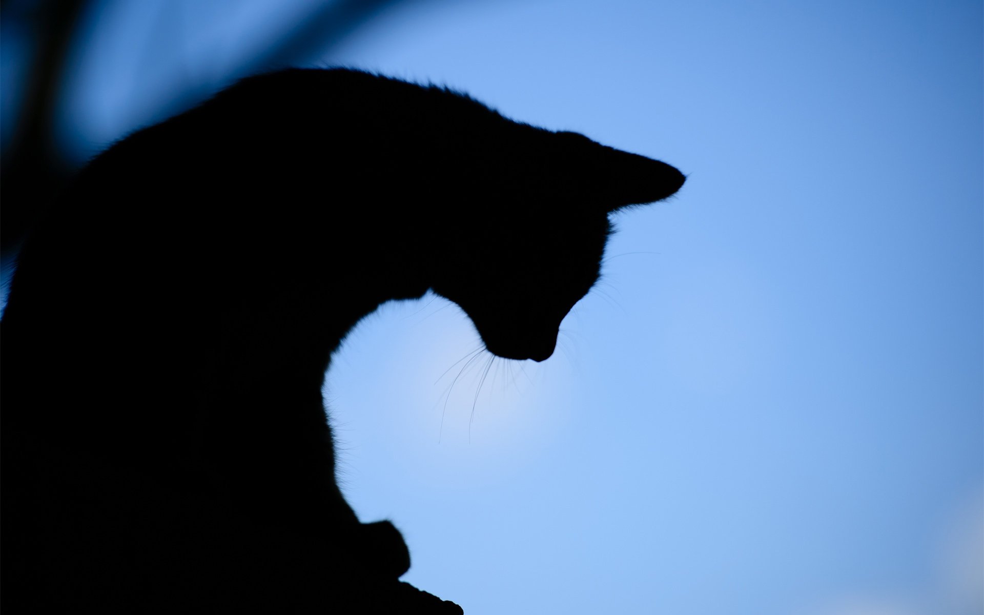 chat soirée silhouette fond