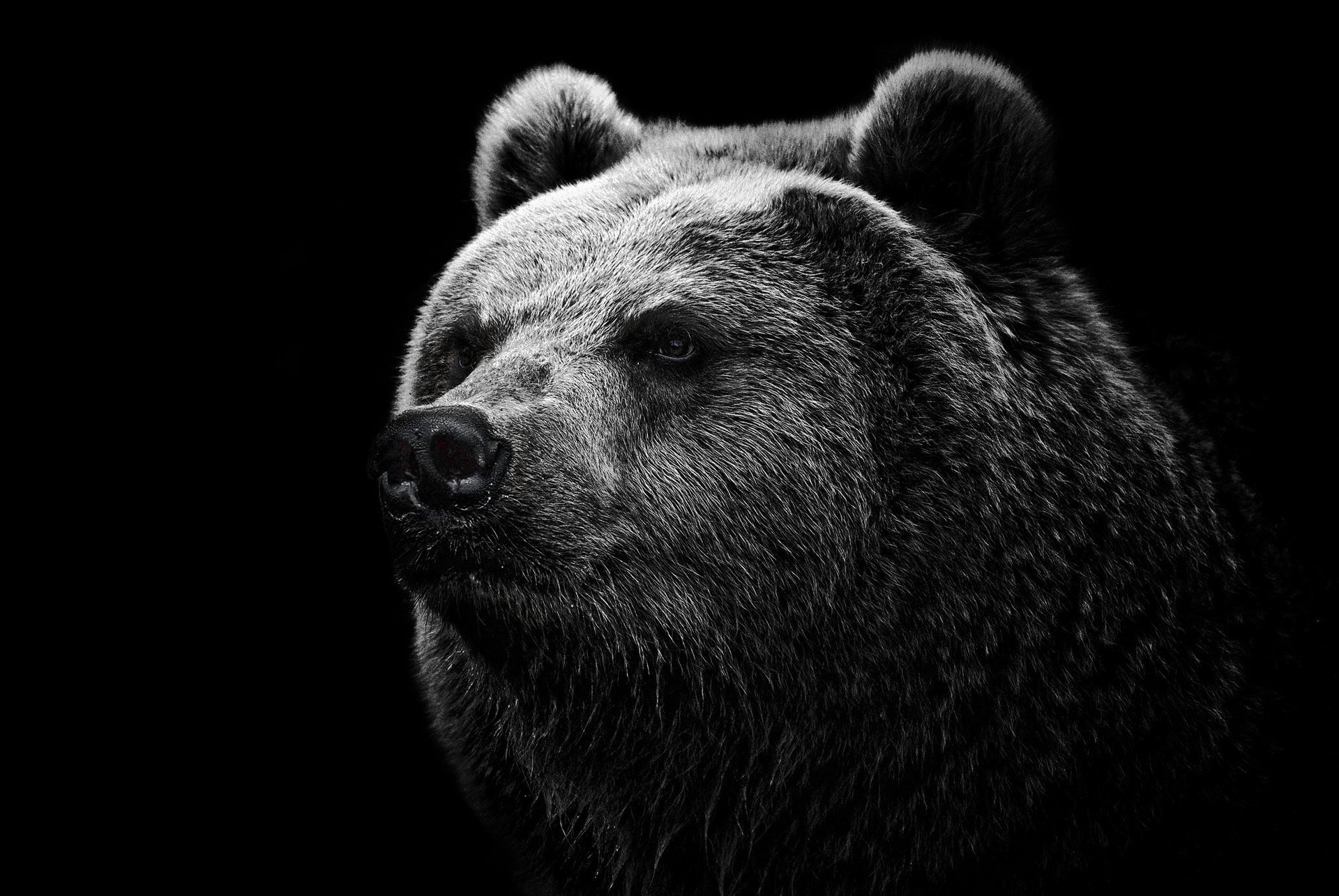 black face head wool mouth bear background