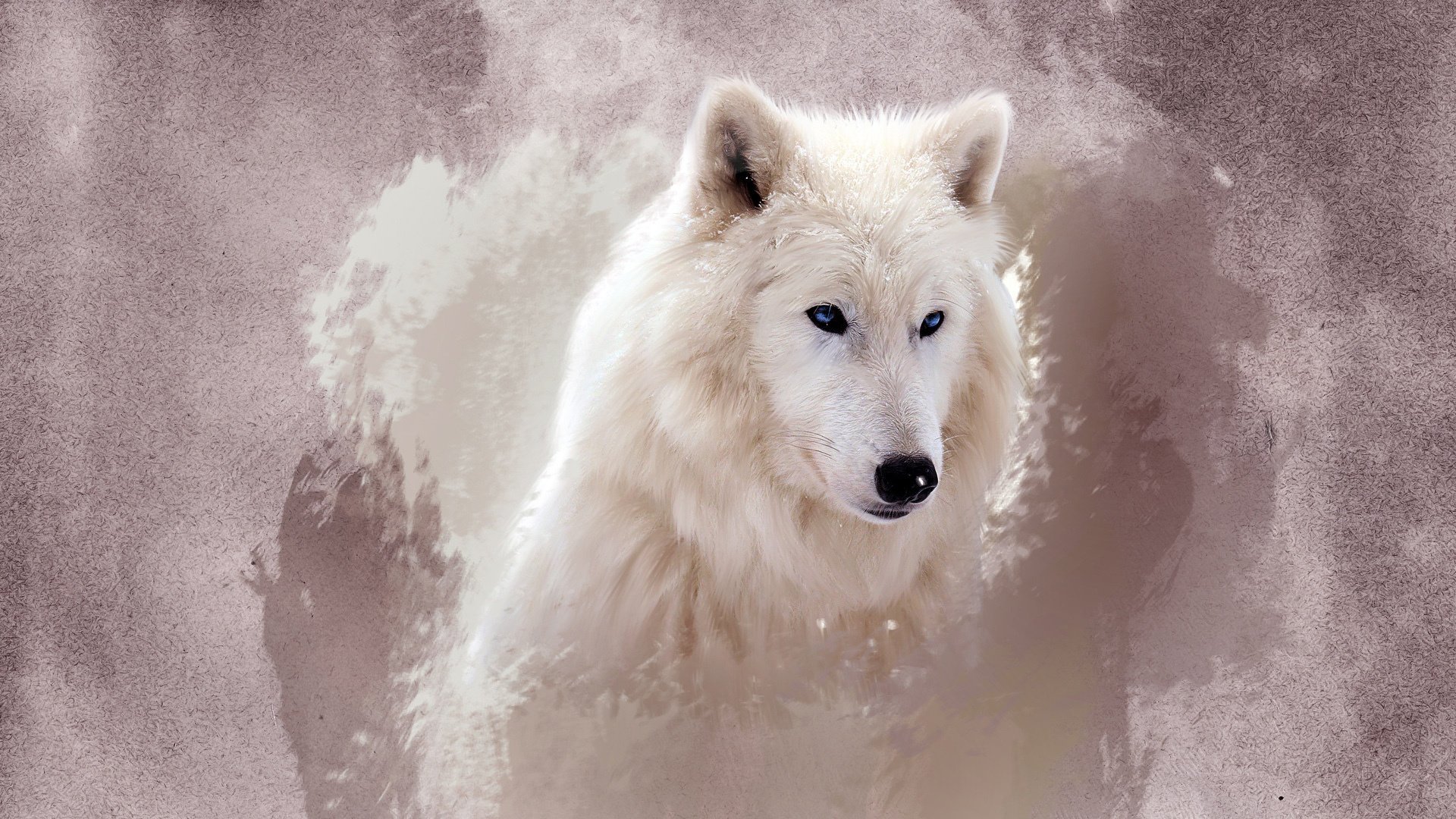 loup yeux blanc museau