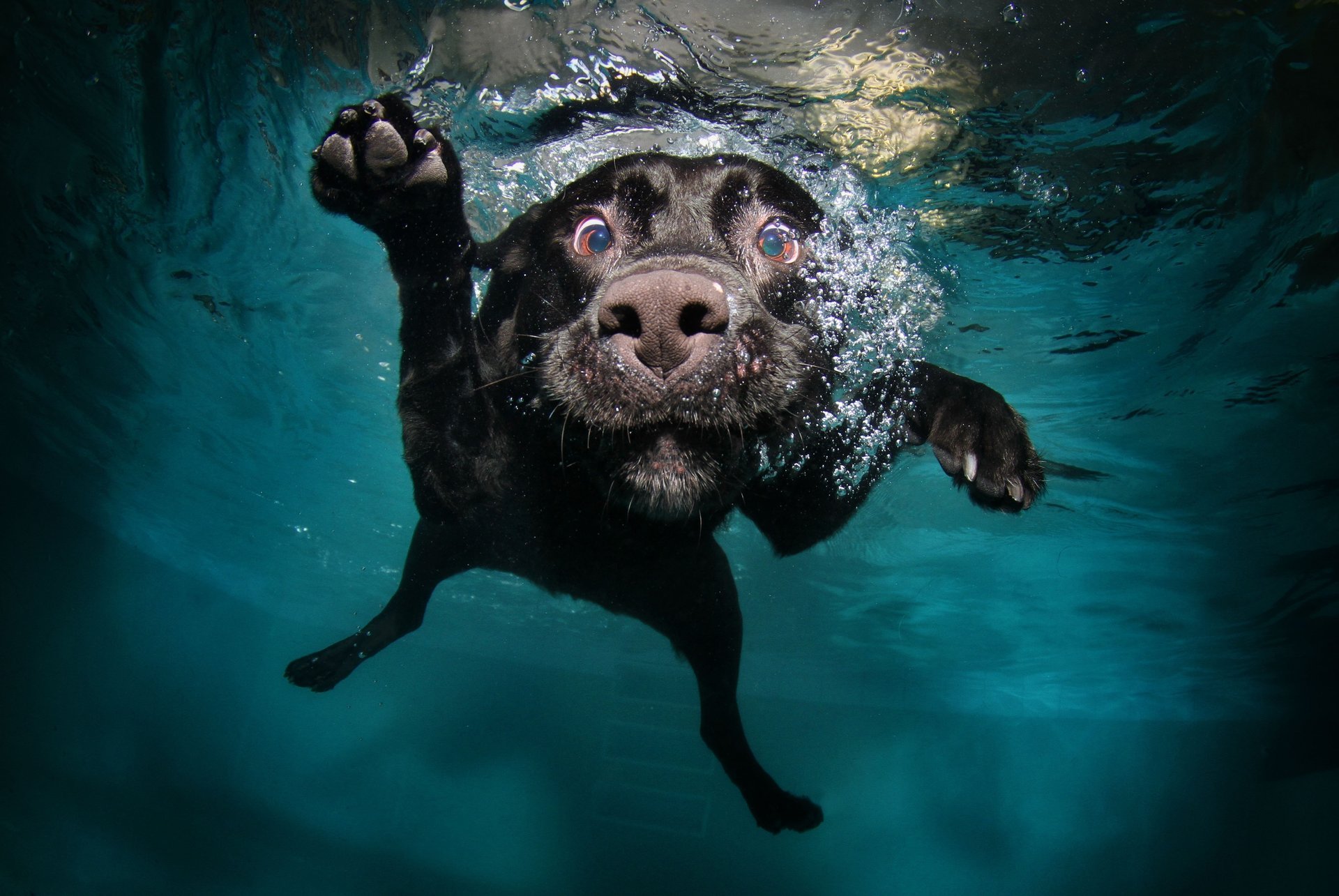 cane nero zampe in acqua acqua muso nuota