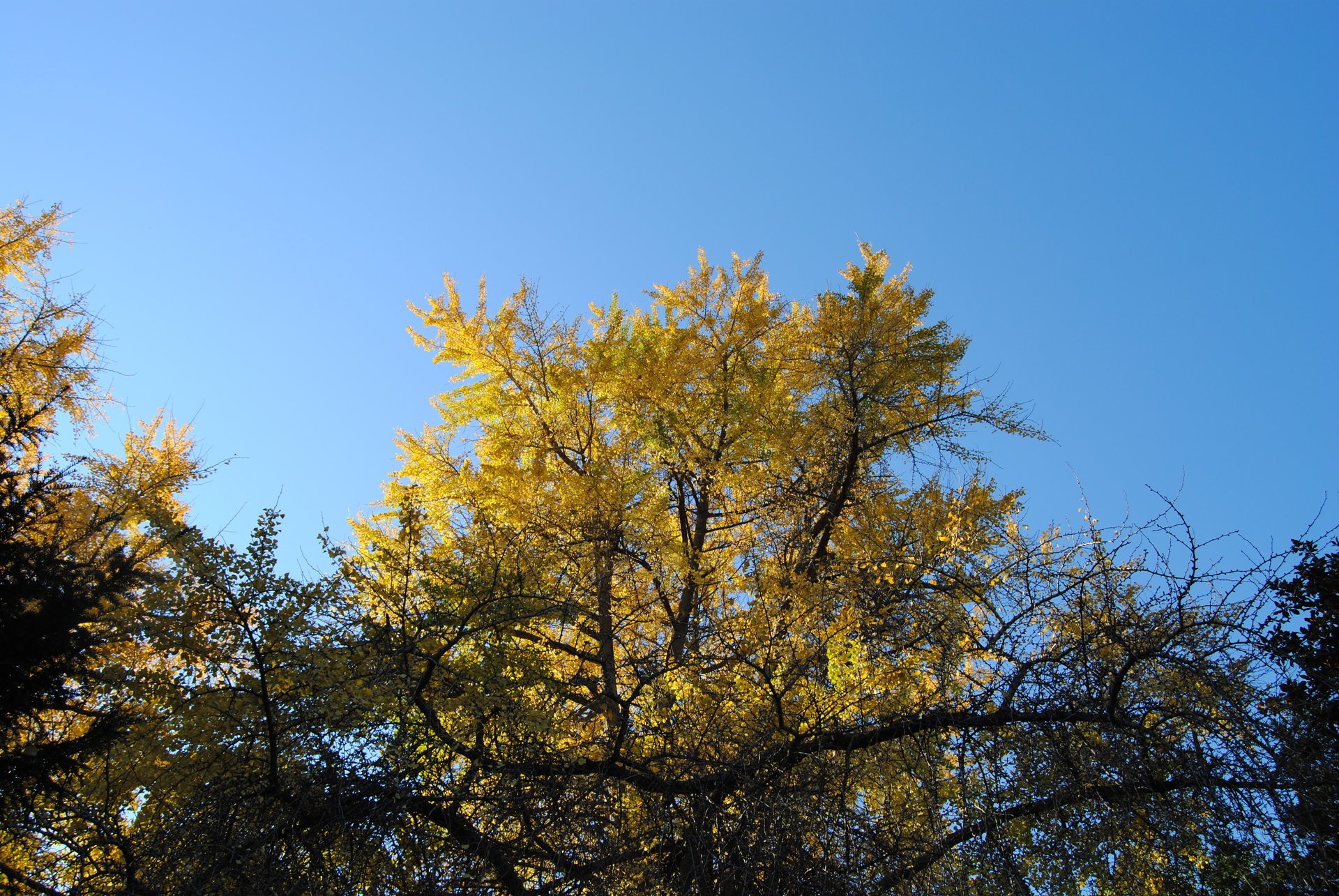 nature autumn the sky