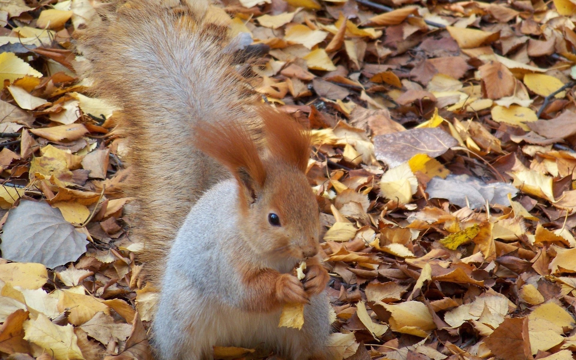 protein walnut leaves nibbles autumn