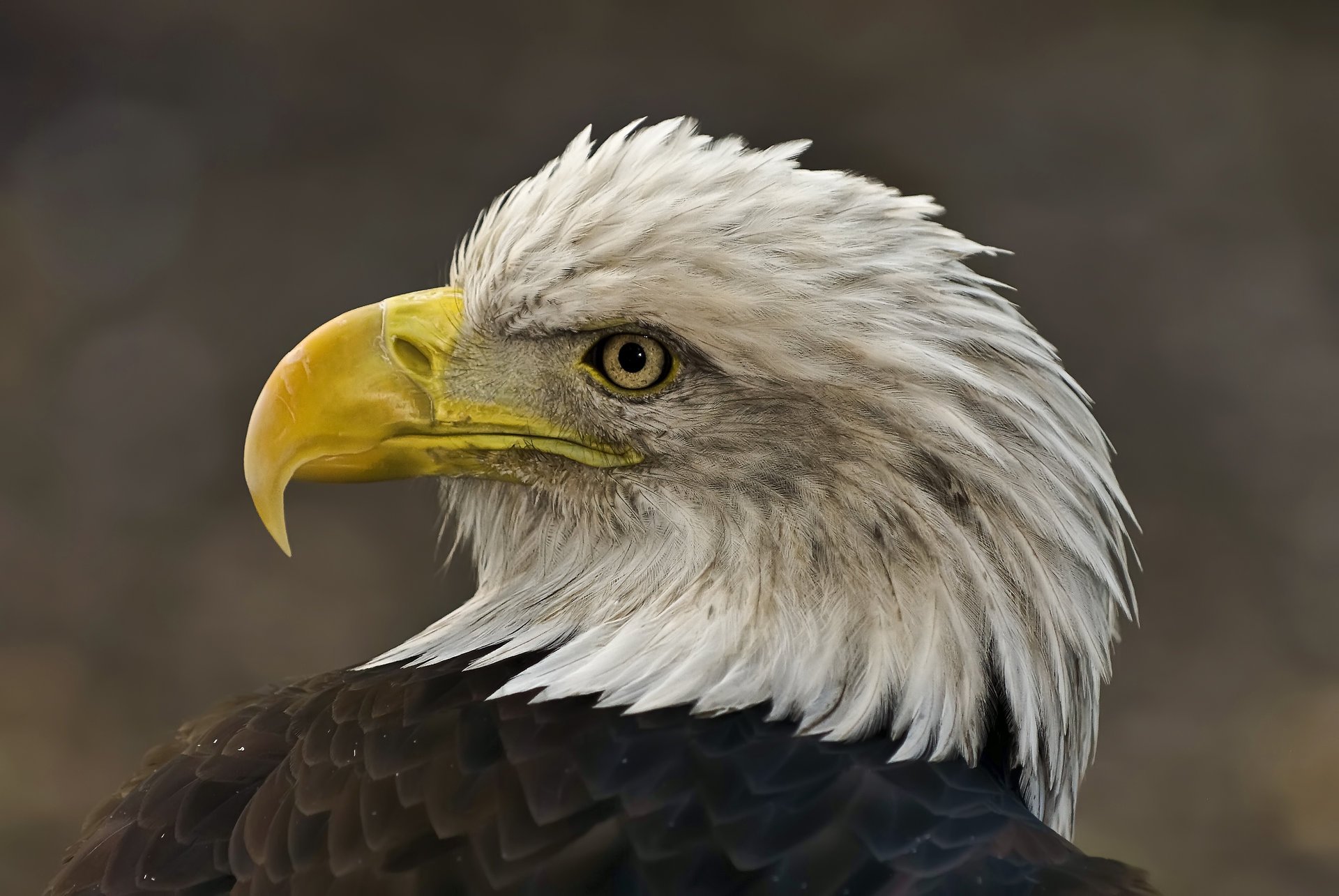 vogel adler kopf federn