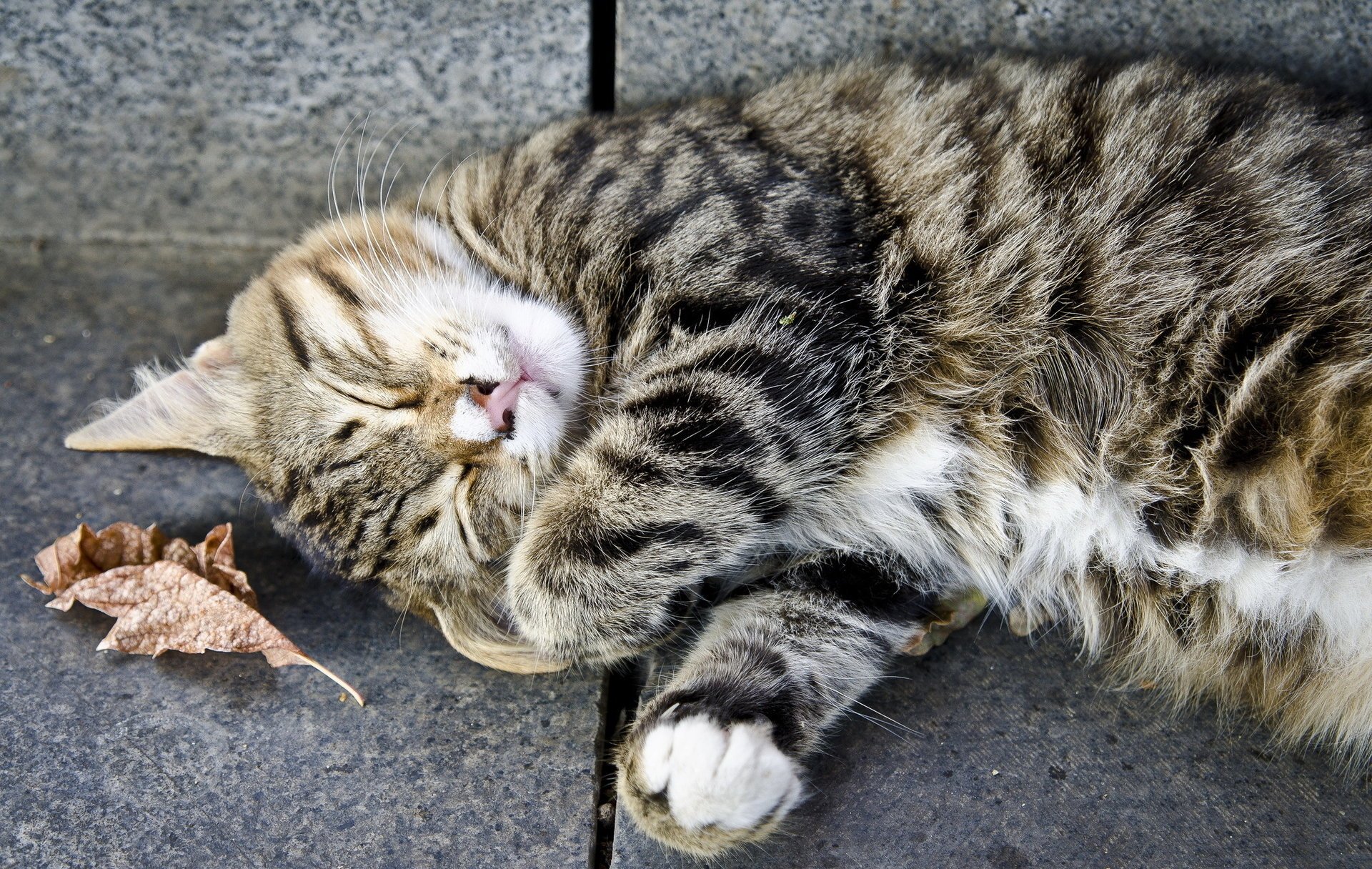 katze grau ruhe katze schläft gestreift