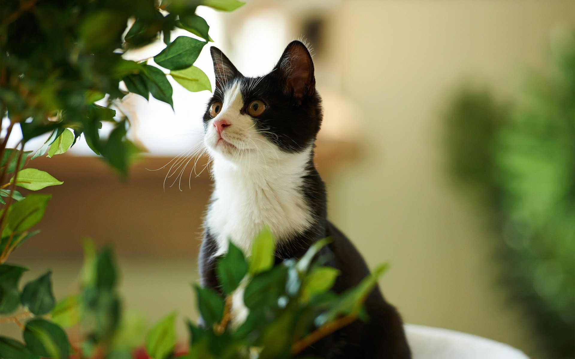 katze grün kote schwarz und weiß pflanze blätter