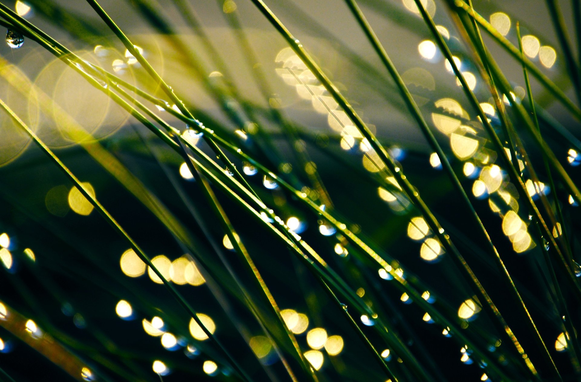 macro rosa meadow wallpaper grass greens drops background