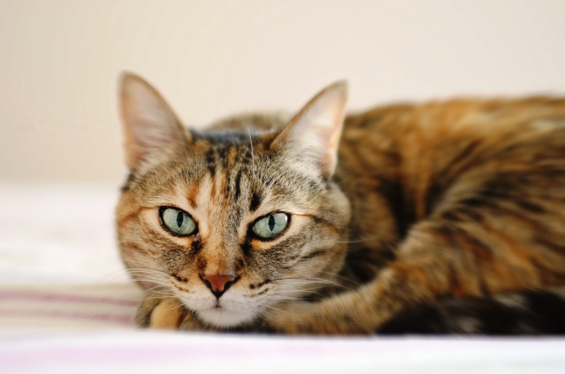 katze liegt schnauze katze gestreift augen