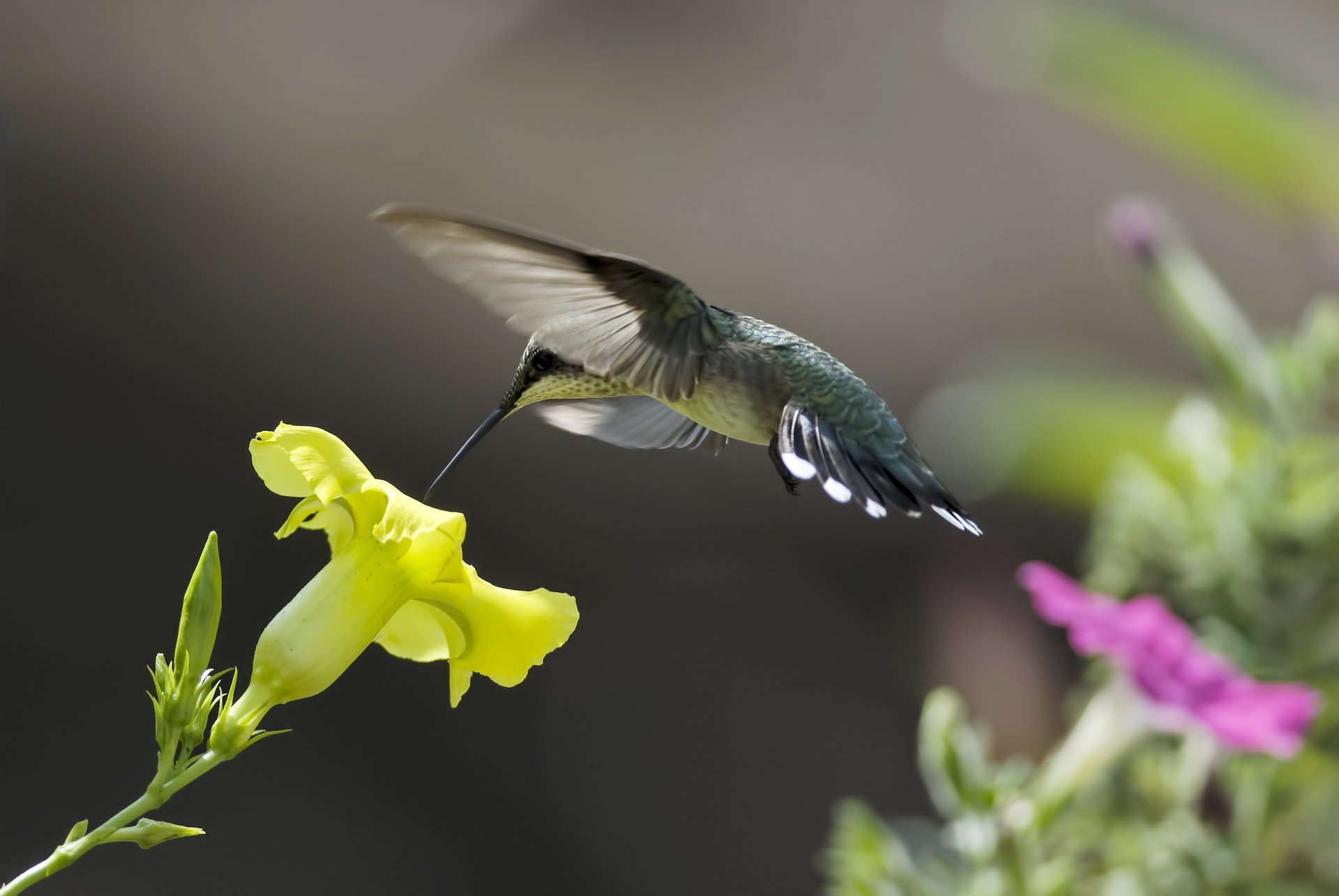 uccello fiori nettare giallo rosa natura colibrì