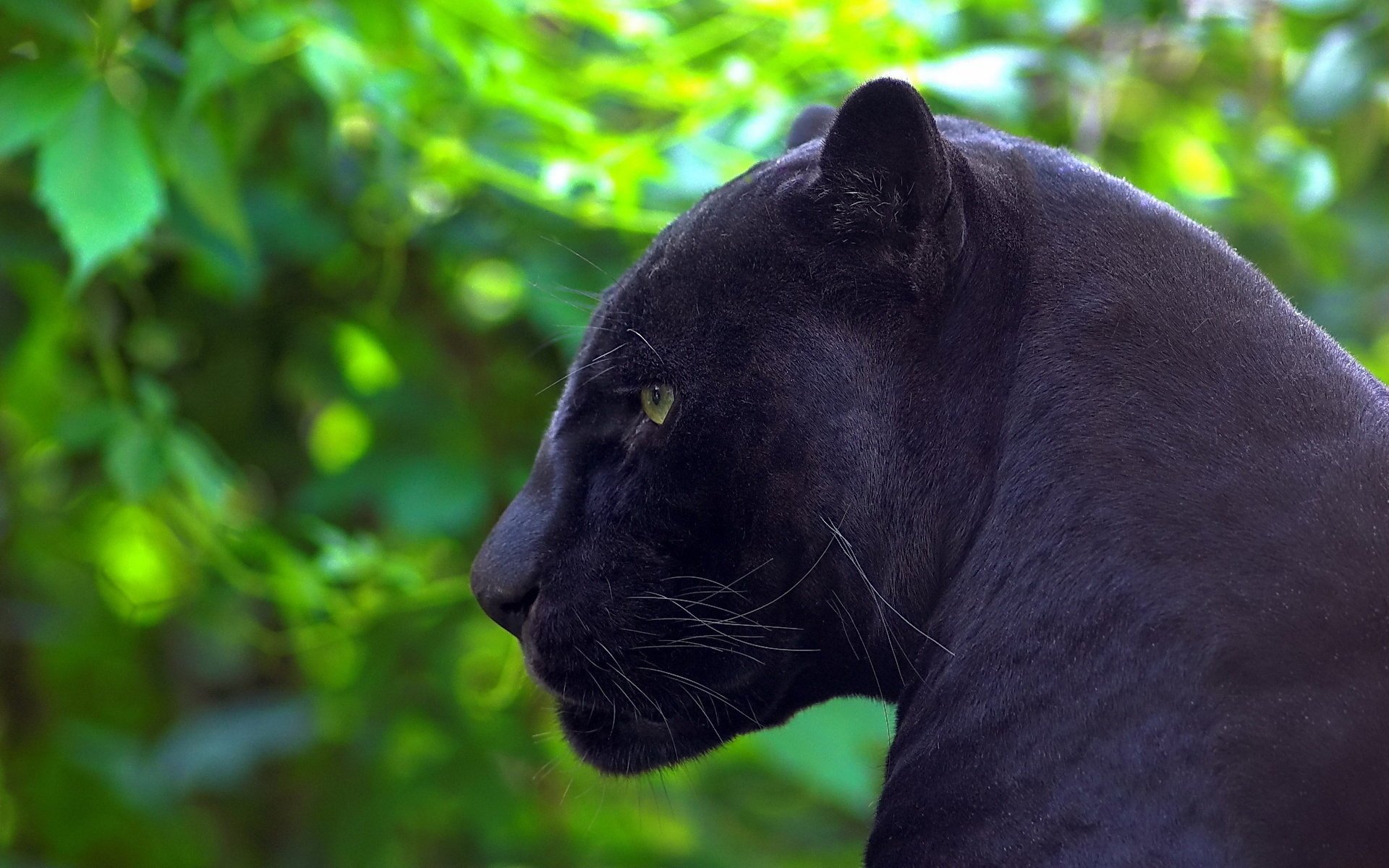 jaguar panthère profil prédateur