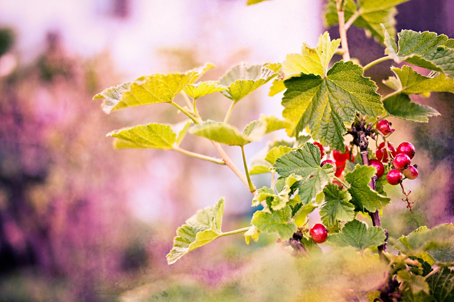 branches berries leaves red background