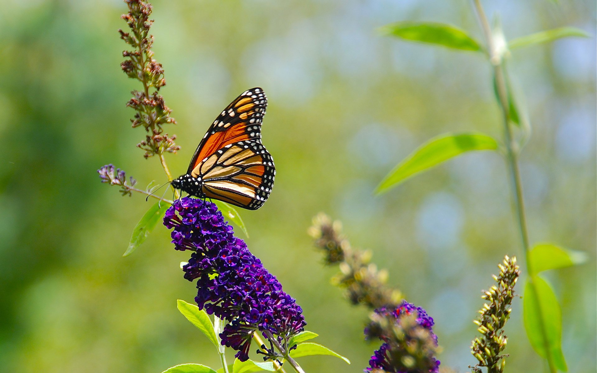 nature flowers summer greens butterfly