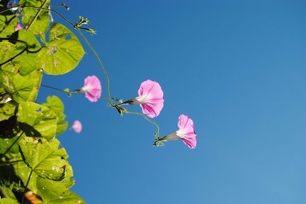 Summer flowers on a blue sky background