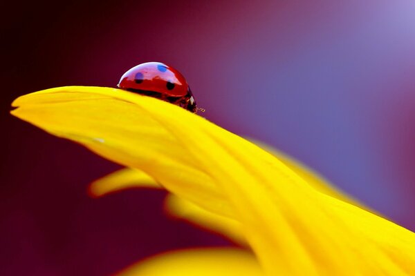 Coccinelle rouge sur pétale jaune