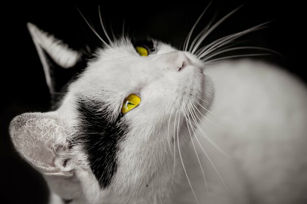 Schöne weiße Katze mit gelben Augen
