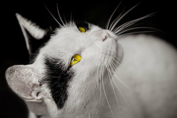 A beautiful white cat with yellow eyes