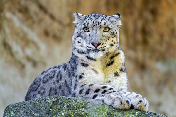 Leopardo de las Nieves yace sobre una piedra