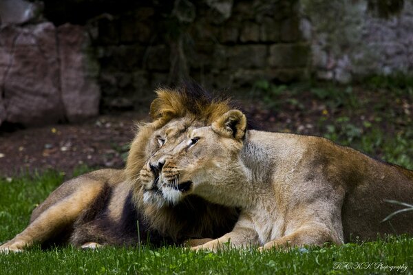 Pareja de leones y leonas en la naturaleza