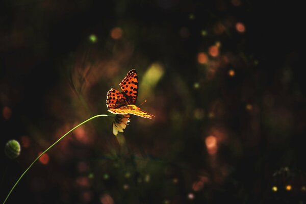 Schöner orangefarbener Schmetterling auf einer Blume