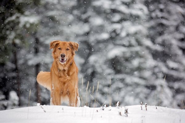 Winter. Frost. Hund im flauschigen Schnee