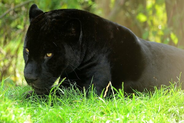 The black panther is lying in the grass