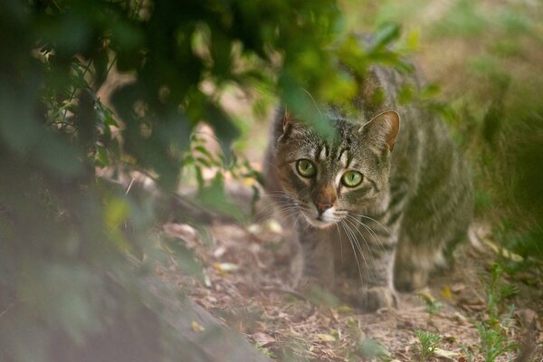 Gestreifte Katze lernt, draußen zu jagen