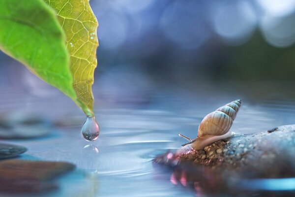 Schnecke mit Ranken auf einem Stein mit Tautropfen