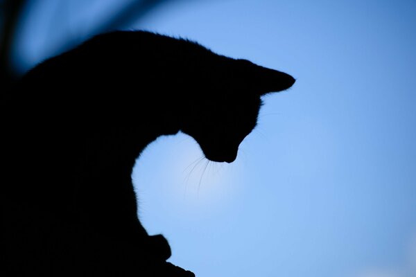 Silhouette de chat dans la soirée sur fond de ciel