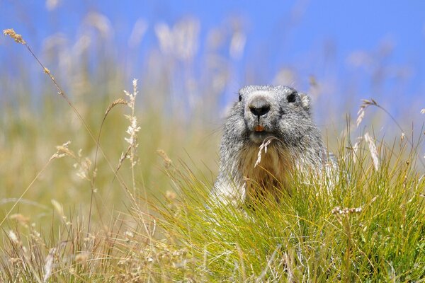 Marmotte dans le trove alpin