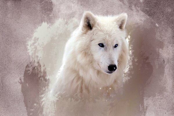 Muso di lupo bianco su sfondo di astrazione