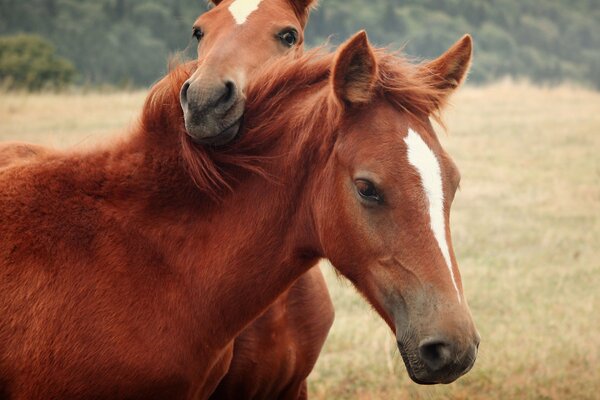 Two horses in a field hugging