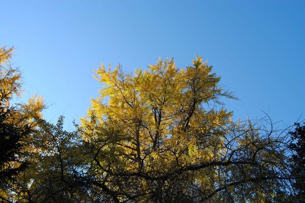 Gelber Baum und blauer Himmel