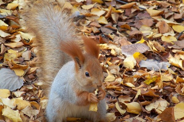 Lo scoiattolo rosicchia il dado nel profondo Autunno