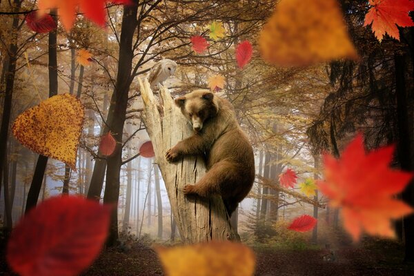 Brown bear on a broken tree in the autumn forest
