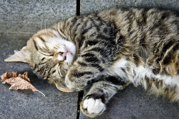 A fluffy grey cat is lying on the ground