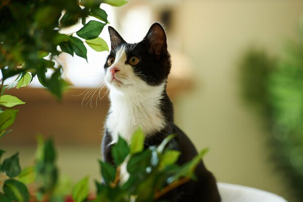 Süße schwarze und weiße Katze im Grünen