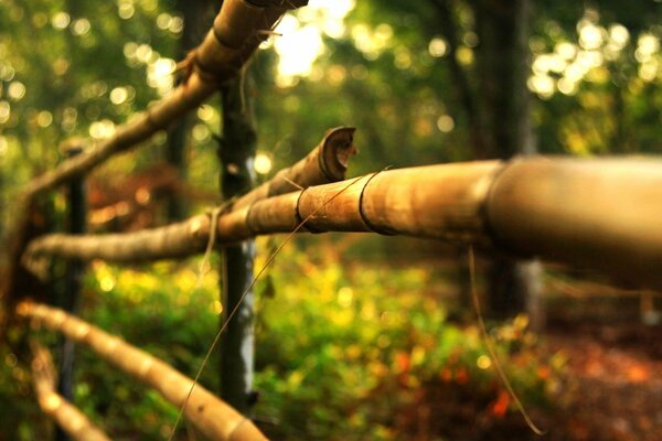 Seto de madera en el bosque verde