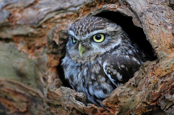 Hibou assis dans le creux 