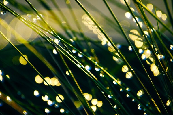 Fond d écran herbe verte dans la Prairie dans les gouttes de rosée